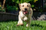 7 Ways To Make An Eco-Friendly Dog Routine In 2025