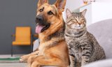 Pets Who Are Exposed To Illegal Drugs In Their Own Homes Have Increased Since 2019, Study Finds