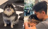 BTS’ V Mourns The Passing Of Beloved Dog Yeontan