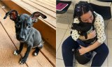 Dog Left To Die In A Car Trunk As A Puppy Last Year Reunites With Foster Mom