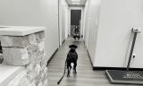 Dog Meets Hooman Sister At The Vet Office – As Her Vet!