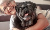 Longevity Drugs For Dogs Could Also Work For Humans, Researchers Say