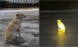 Dog Found Patiently Waiting For Dead Owner’s Return By Frozen River Breaks Hearts