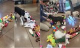 Animal Shelter Lets Its Shelter Dogs Pick Out Their Own Christmas Toys