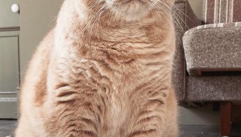 How I Stopped My Cat From Being Sick