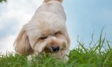Dogs Eating Grass: Are They Turning Vegan?