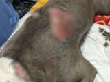 Couple Banned From Owning Pets After Leaving A Dog To Suffer With A Large Burn On Body