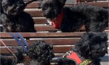 Dog Owner Banned From Keeping Animals For 20 Years Following Pet Dogs’ Death