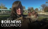 Senior Dog’s Stolen Wheelchair Gets Replaced Thanks To Community Support